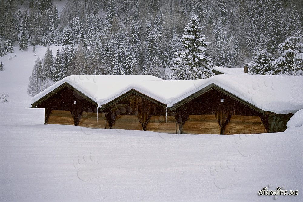 Paysage hivernal idyllique avec grange enneigée en Bavière
