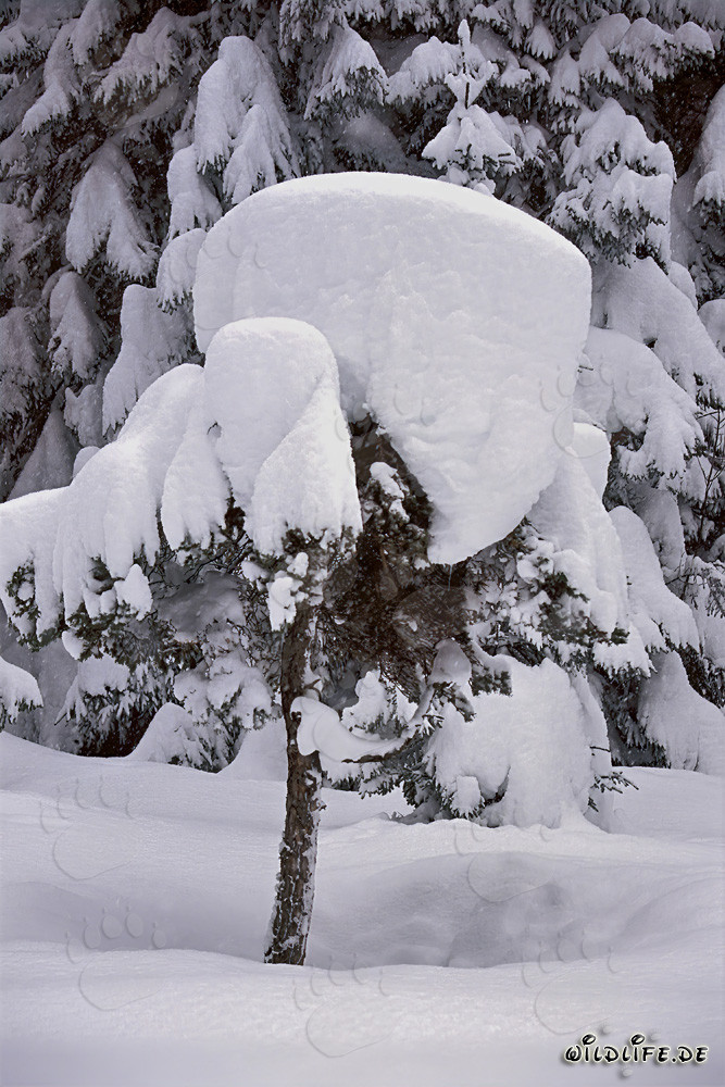 Winter Landscape: Heavy snow covering small fir tree in Mittenwald, Bavaria