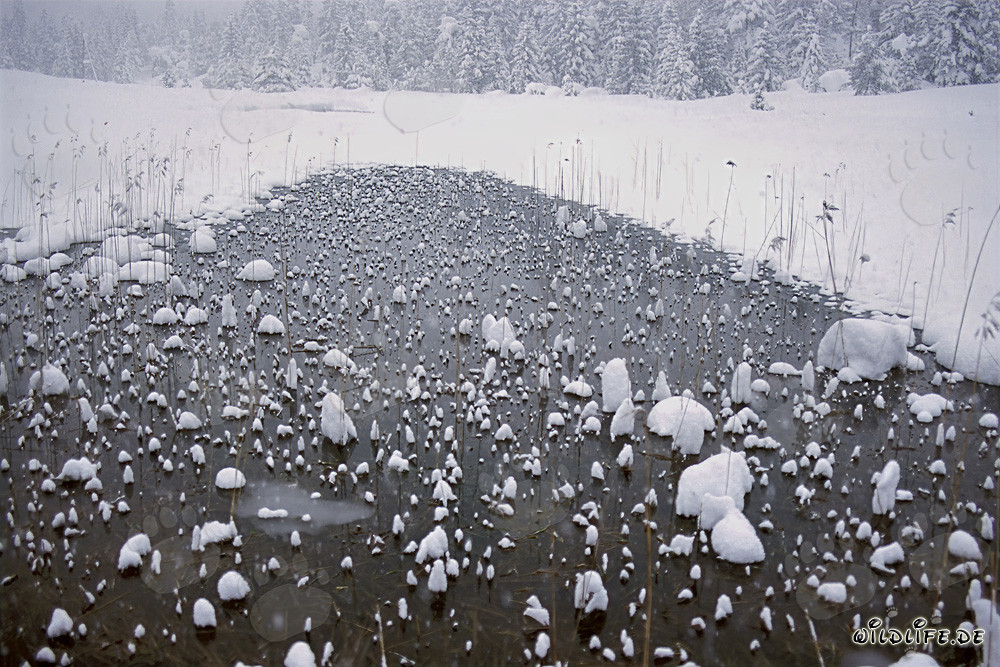 Idyllic Highland Moor in Winter Bavaria - Nature Photography