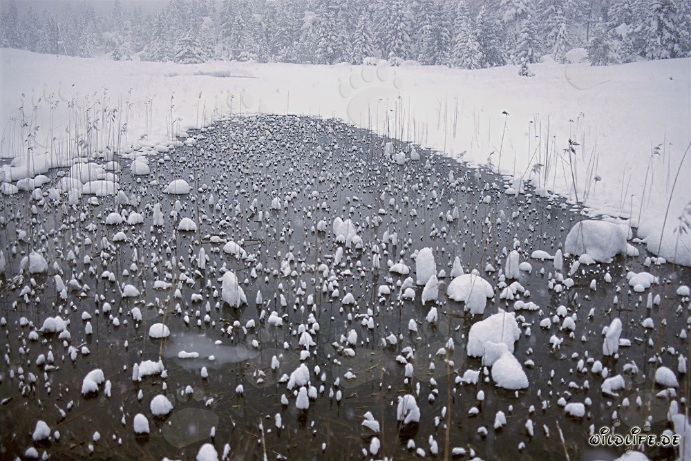 Idyllisches Hochmoor im winterlichen Bayern - Naturfotografie