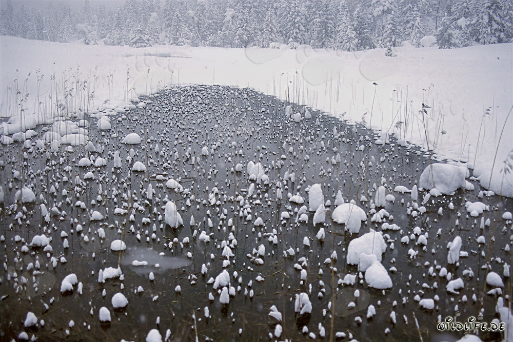 Torbiere idilliache in inverno in Baviera - Fotografia naturalistica