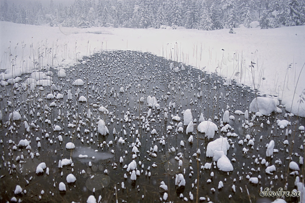 Tourbière idyllique en hiver en Bavière - Photographie de la nature