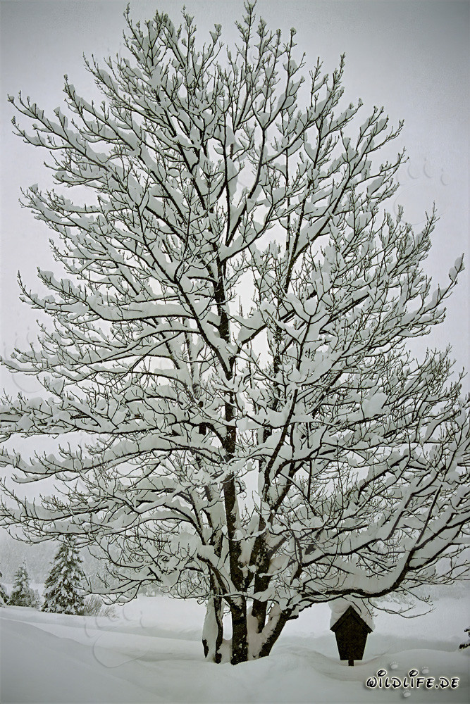 Arbre solitaire dans la forêt hivernale de Mittenwald, Bavière