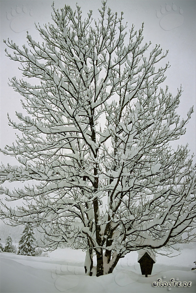 Einsamer Baum im Winterwald von Mittenwald, Bayern