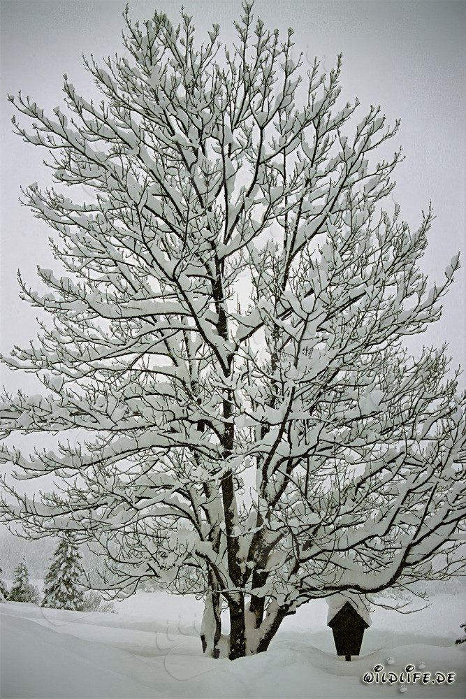 Lonely tree in the winter forest of Mittenwald, Bavaria
