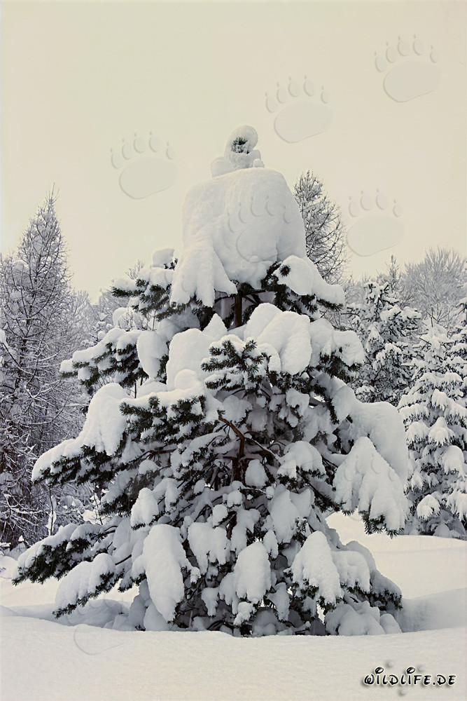 Albero di Natale maestoso innevato a Mittenwald, Baviera, Germania