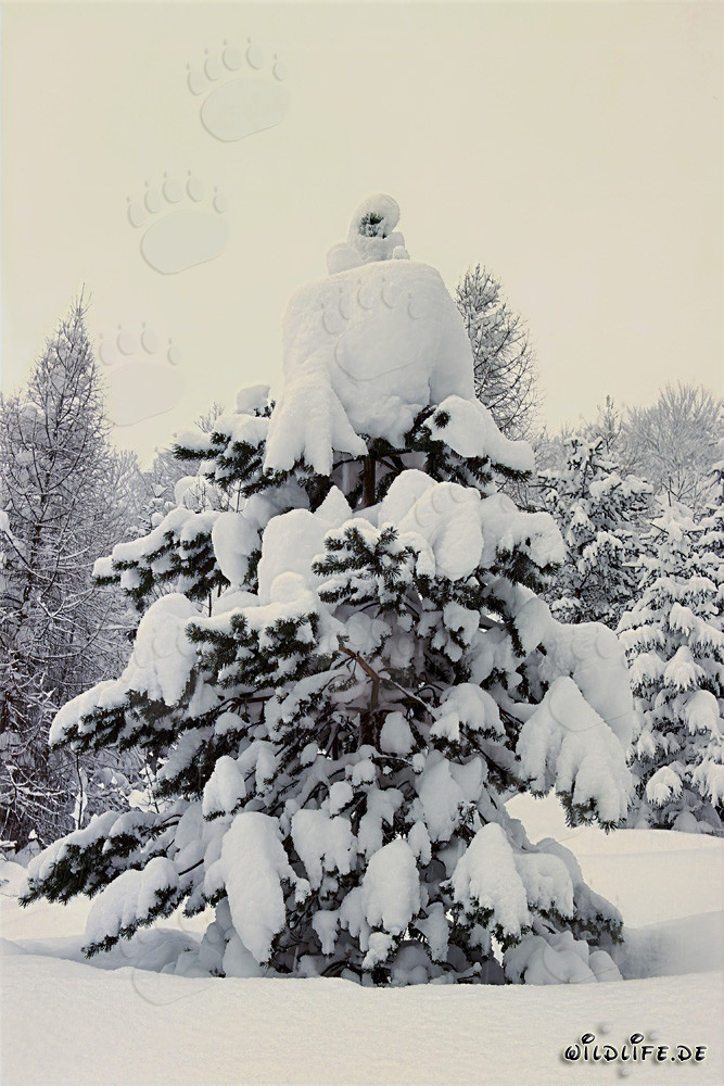 Árbol de Navidad majestuoso cubierto de nieve en Mittenwald, Baviera, Alemania