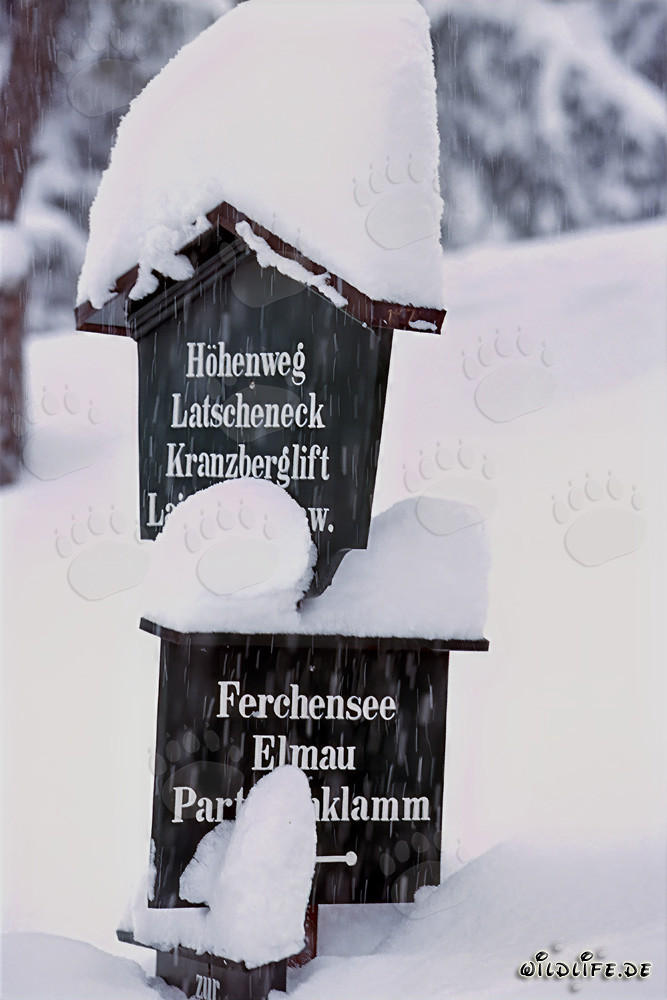 Segnavia innevato idilliaco nella foresta invernale di Mittenwald, Baviera