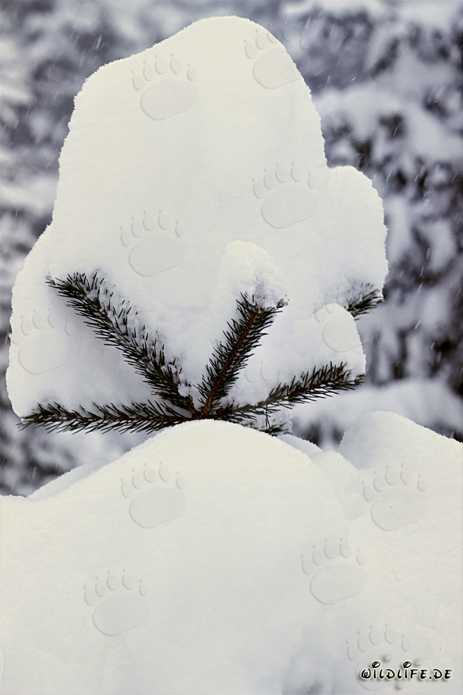 Majestätische Kiefer im tiefen Schnee