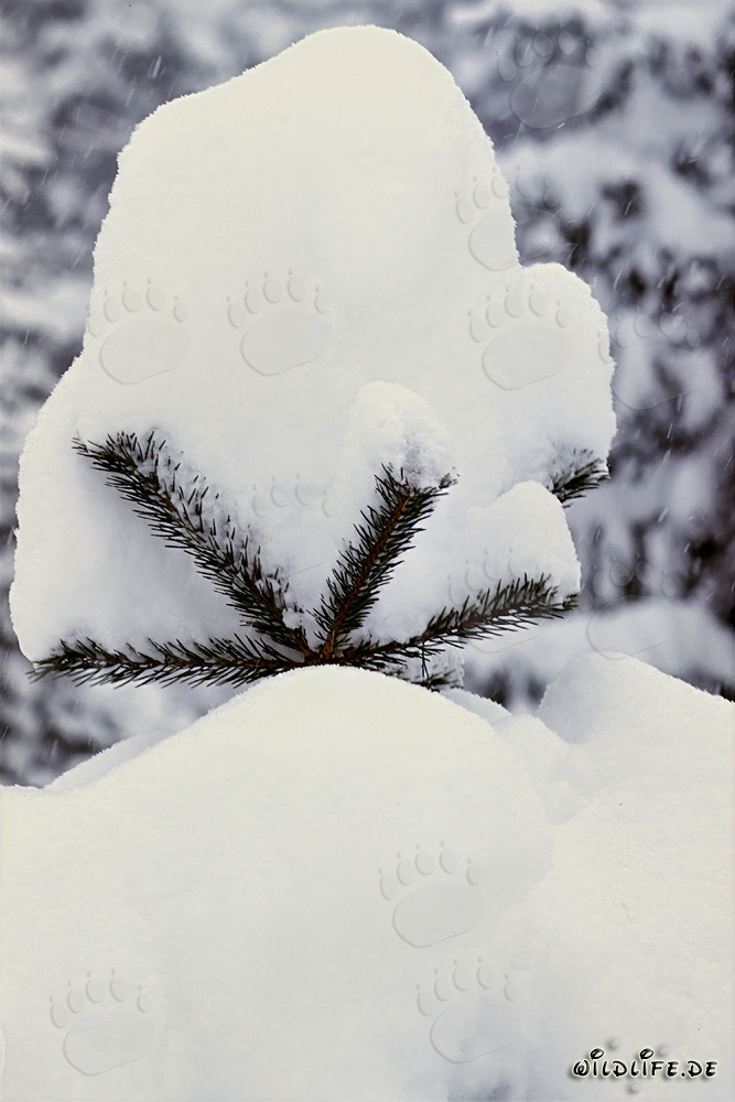 Majestic pine tree in deep snow