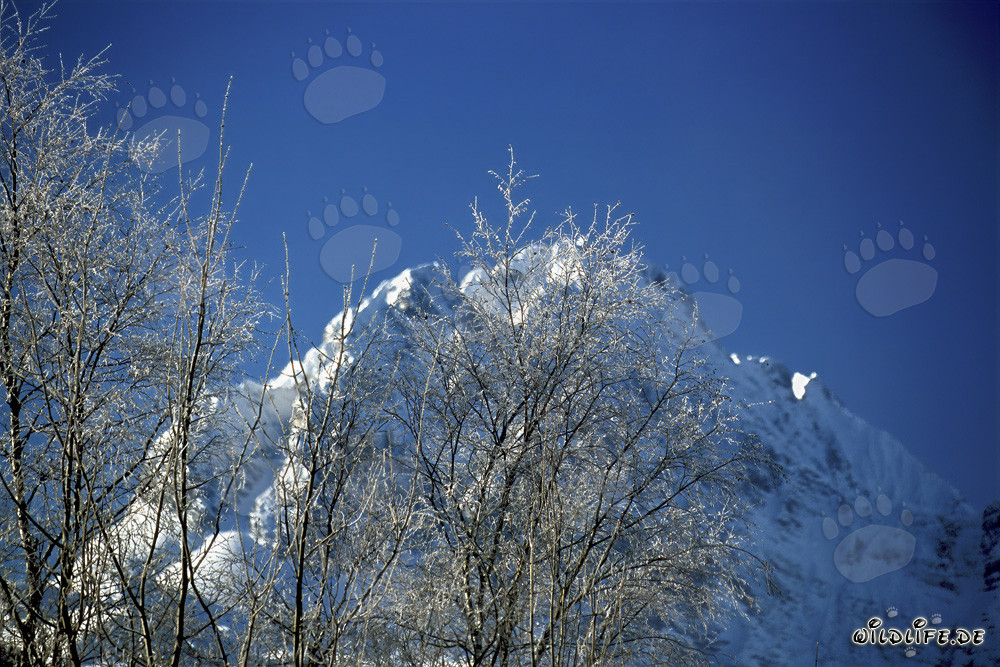 Pintura de la naturaleza: Gráciles abedules en el bosque nevado de invierno
