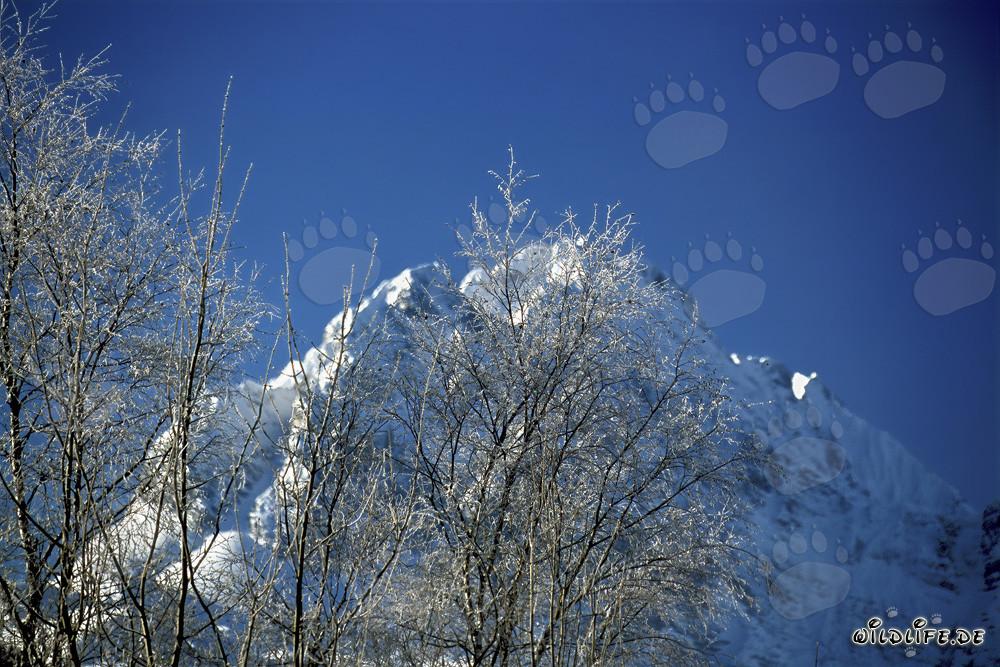 Pittura della natura: Graziosi betulle nella foresta innevata d'inverno