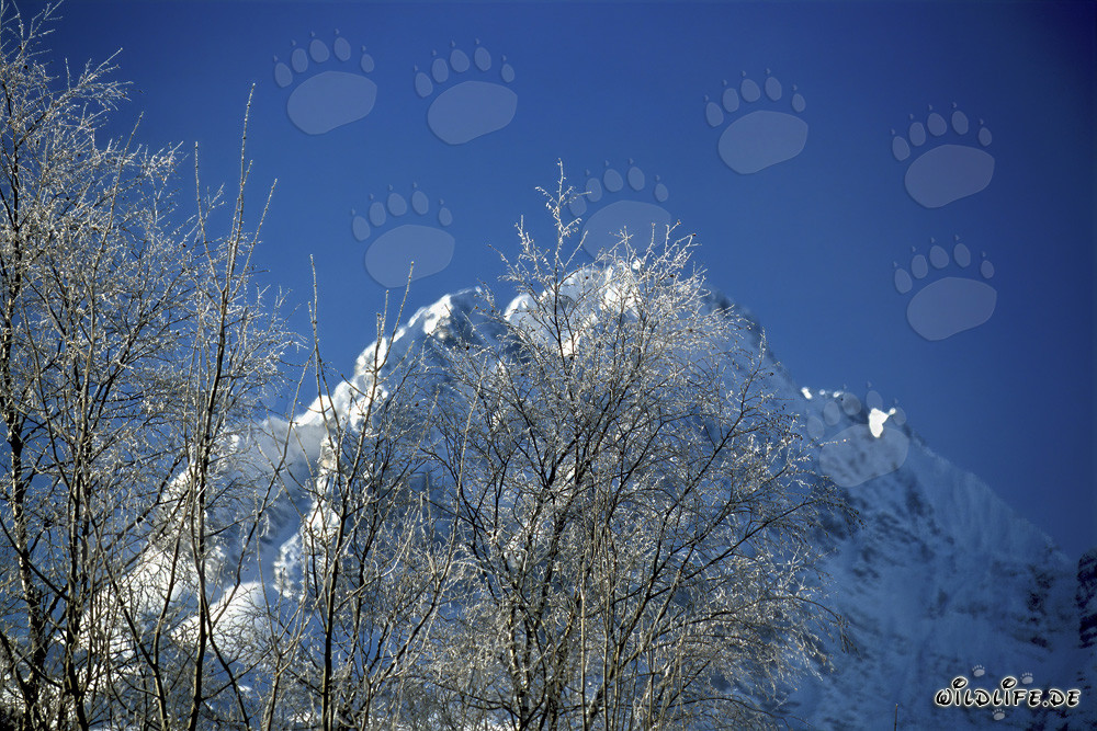 Painting of Nature: Graceful Birches in the Snowy Winter Forest