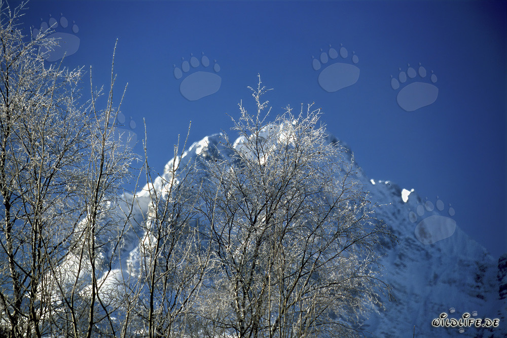 Malerei der Natur: Anmutige Birken im verschneiten Winterwald