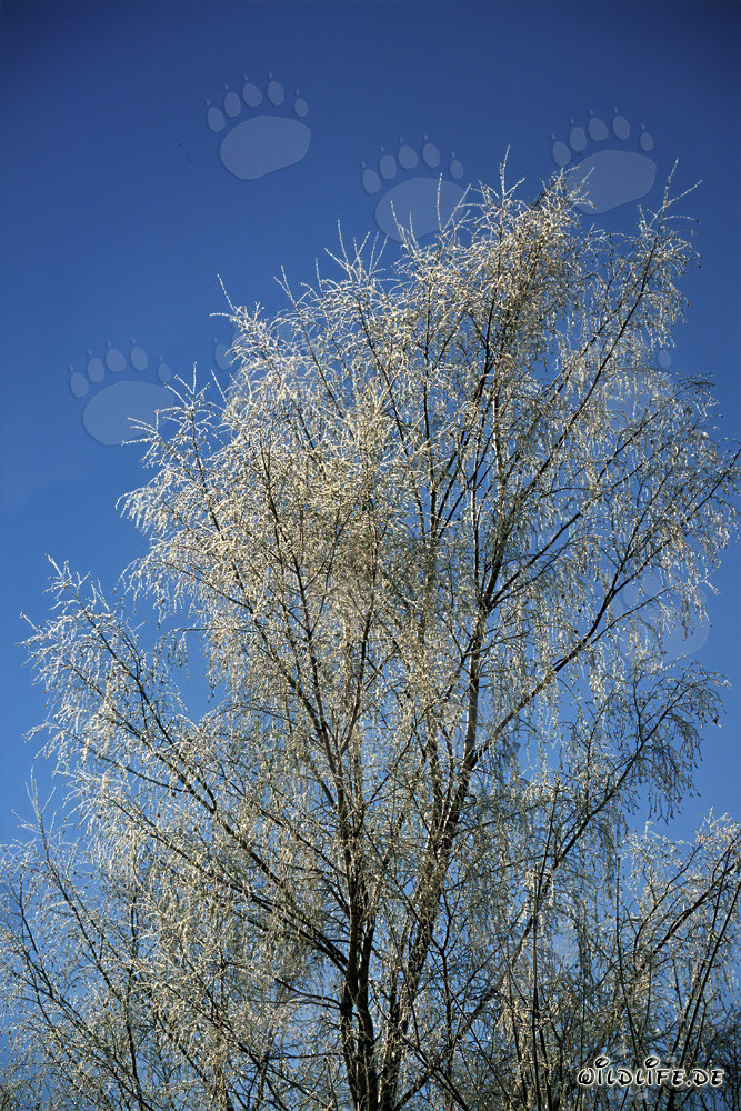 Majestic icy birch in Mittenwald, Bavaria