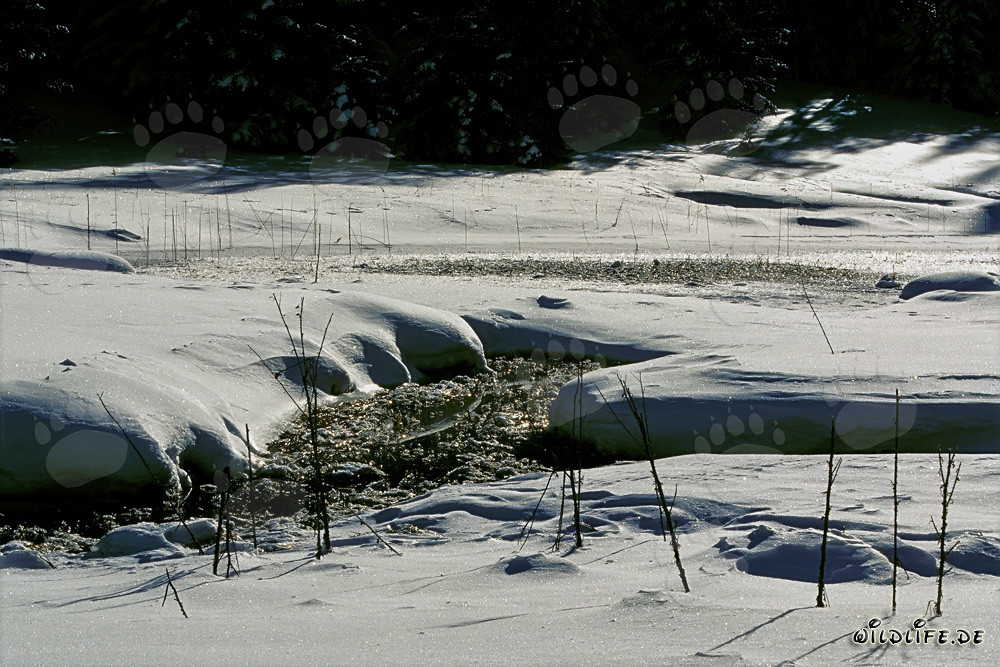 Tourbière magique en hiver
