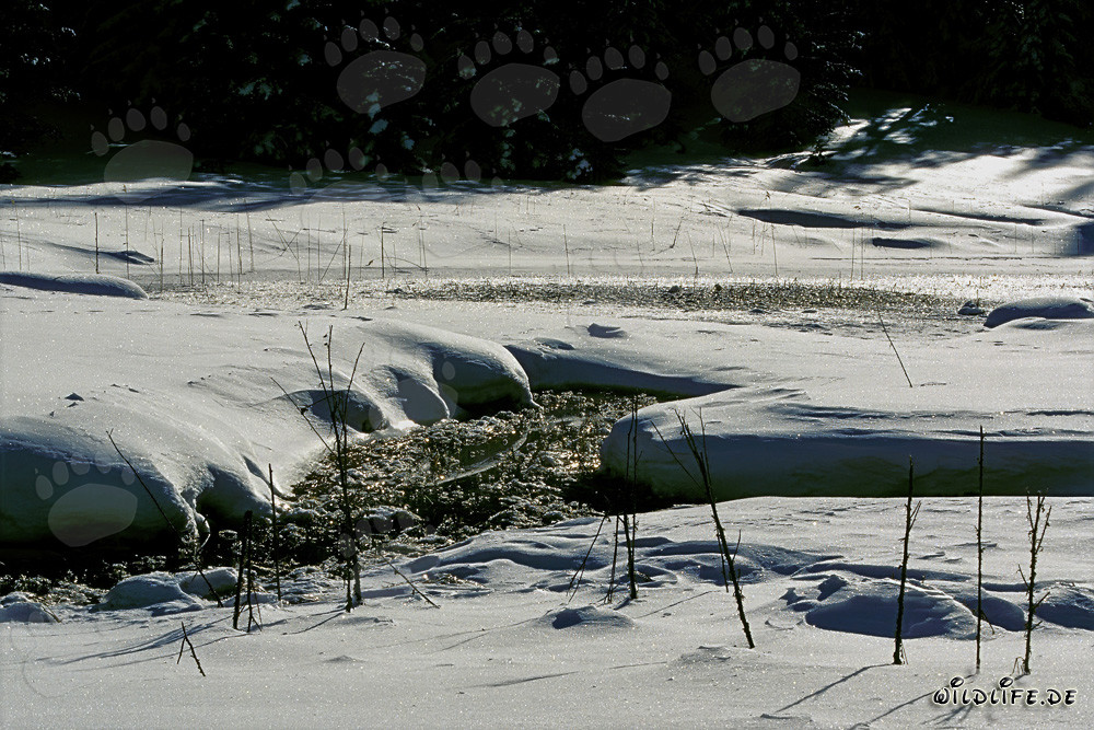 Enchanting Winter Moorland