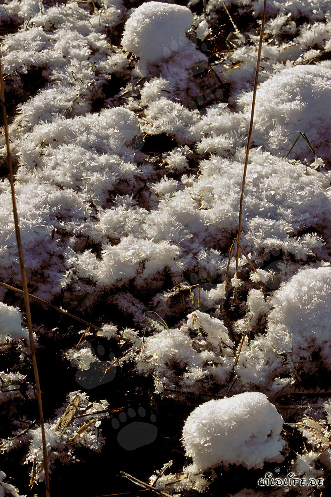 Idyllic High Moor in Winter - Natural Panorama in Germany