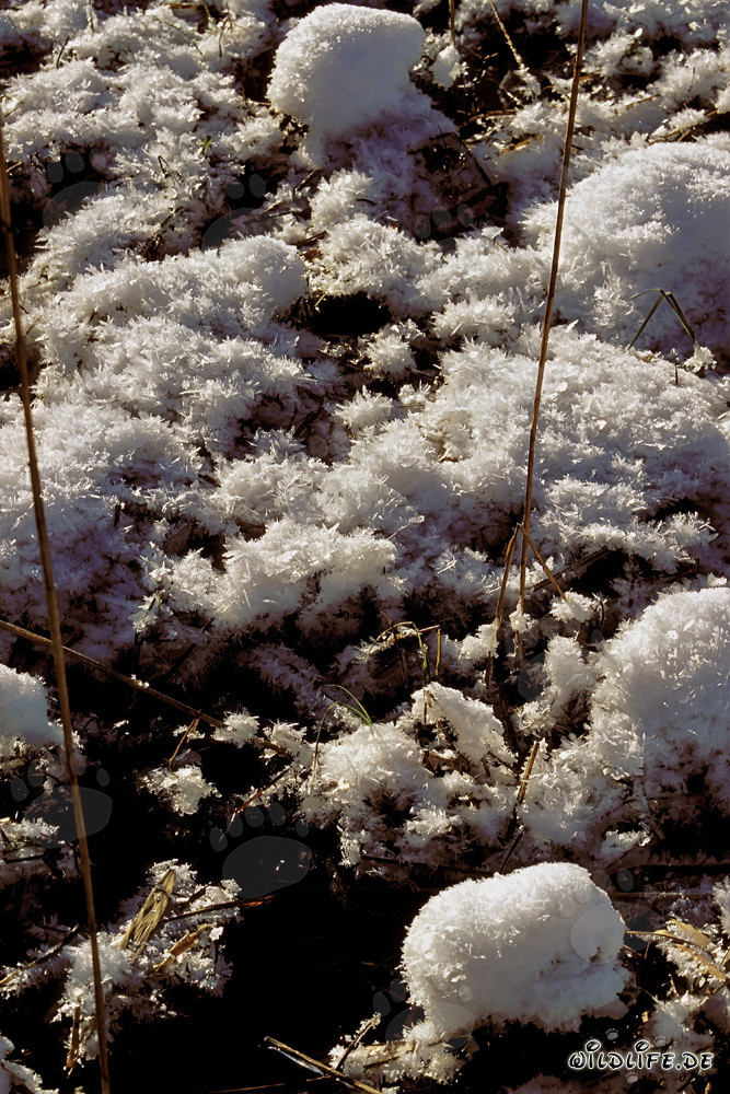 Torba idilliaca in inverno - Panorama naturale in Germania