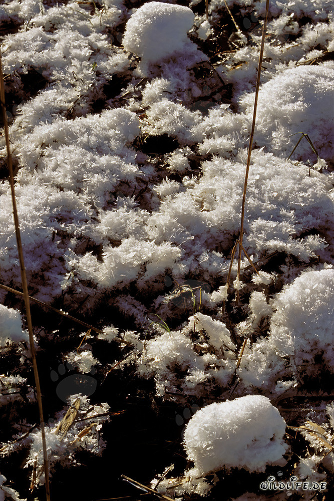 Turbera idílica en invierno - Panorama natural en Alemania