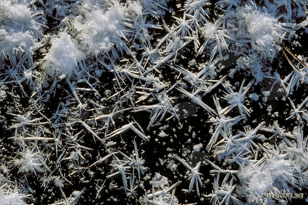 Winterlandschaft im malerischen Hochmoor von Bayern