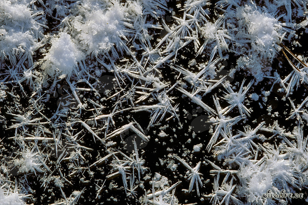 Paysage d'hiver dans la pittoresque tourbière de Bavière