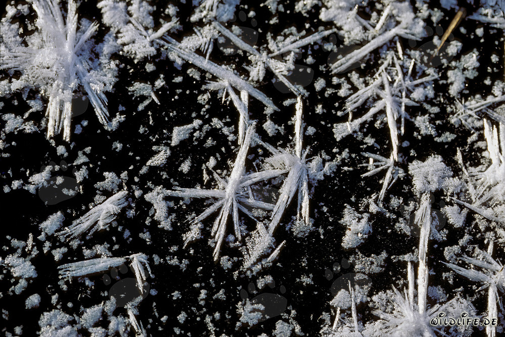 Tourbière magique en hiver avec paysage enneigé et calme paisible