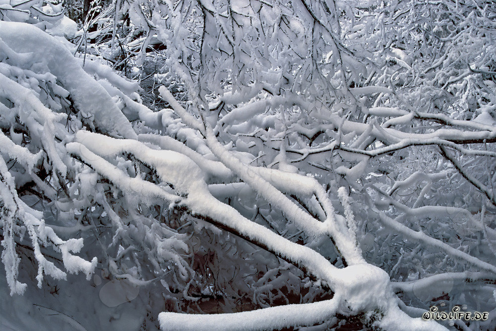 Paysage hivernal idyllique au bord d'un ruisseau en Bavière
