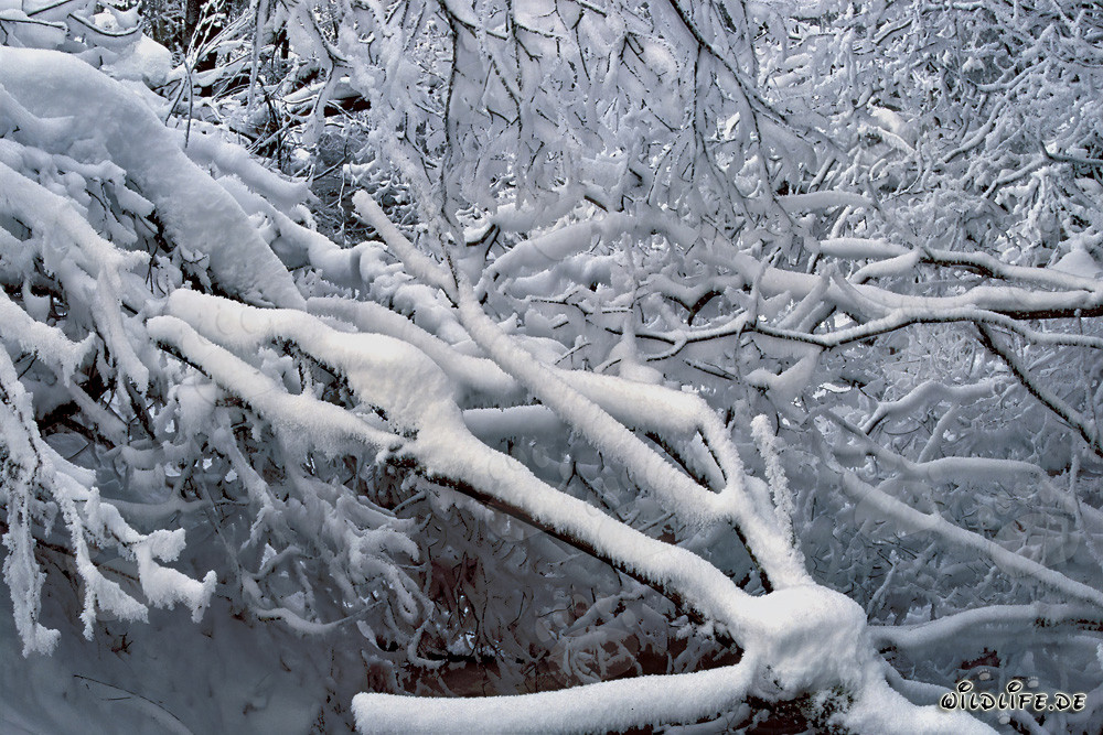 Idyllic Winter Landscape by the Stream in Bavaria