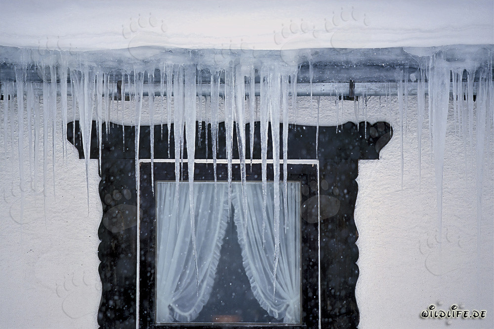 Faszinierende Eiszapfen am Fenster in Mittenwald, Bayern