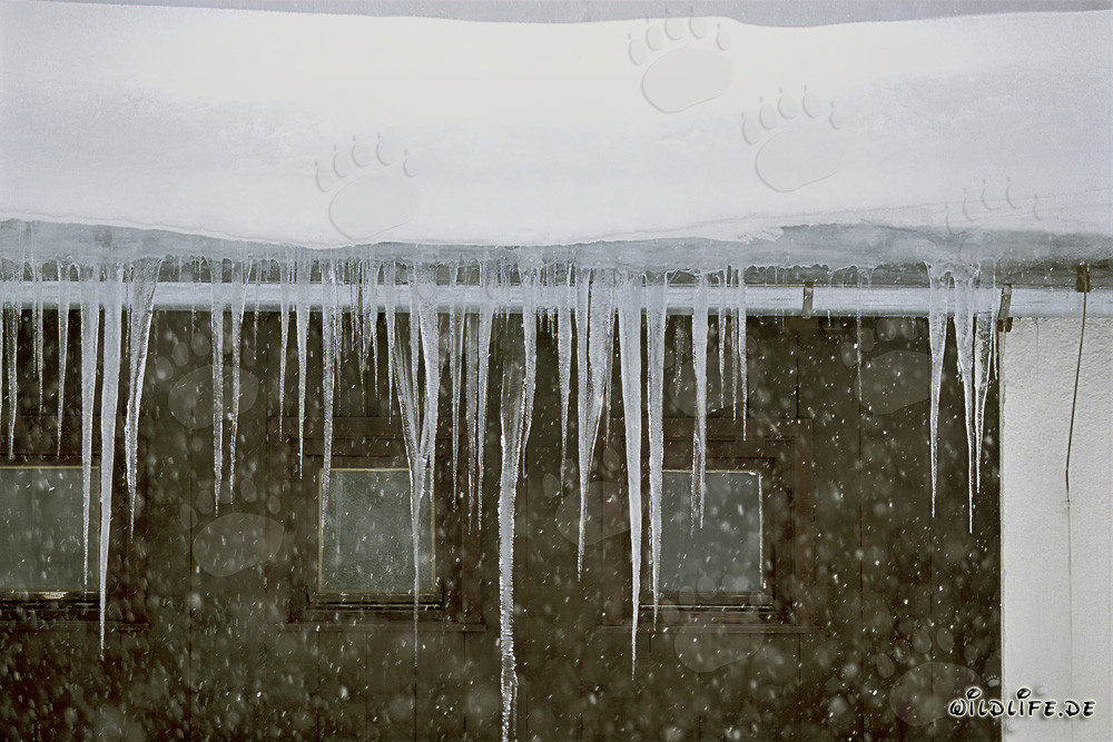 Frosty icicles hanging from the roof edge