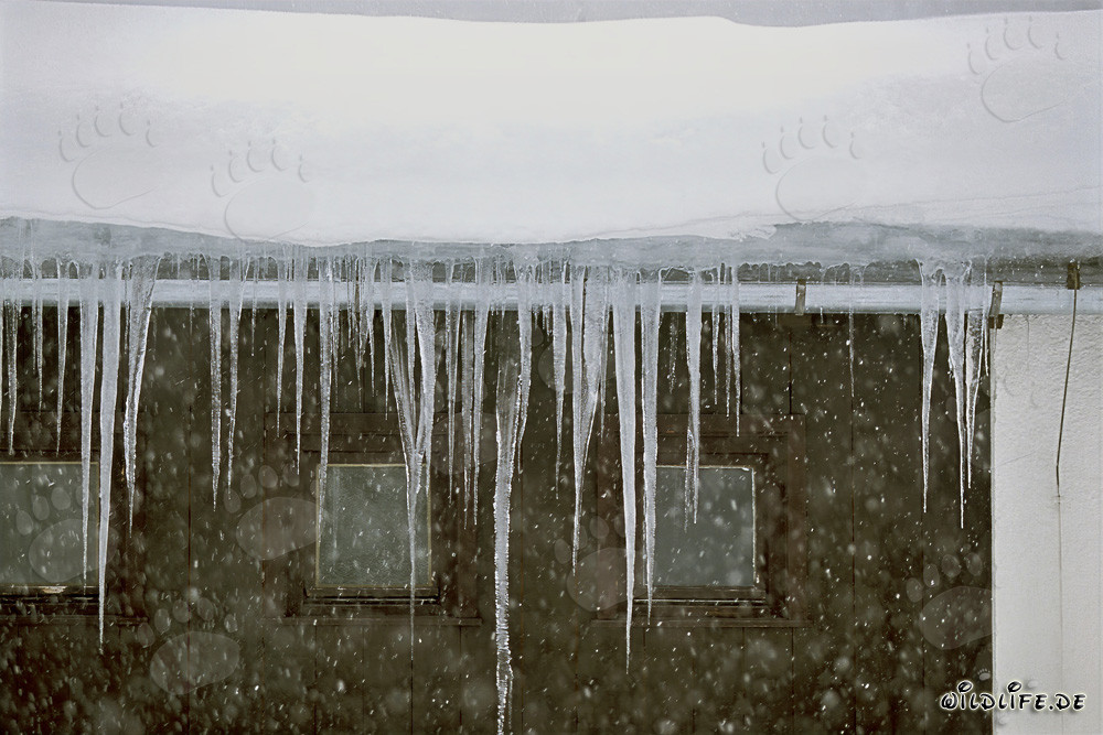 Icicles givrés accrochés au bord du toit