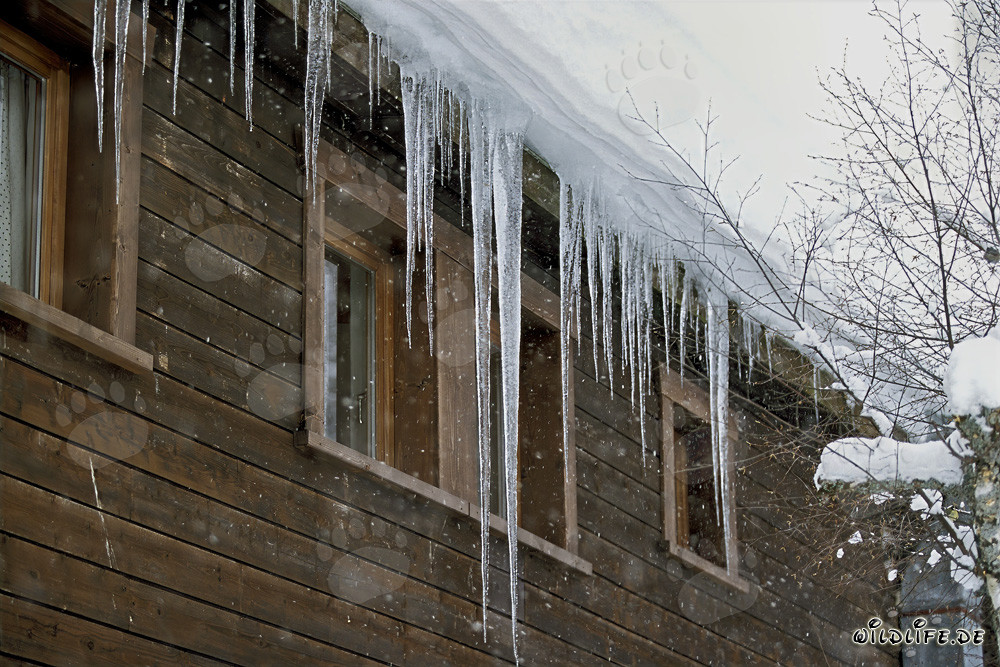 Icicles heladas en el techo brillando al sol