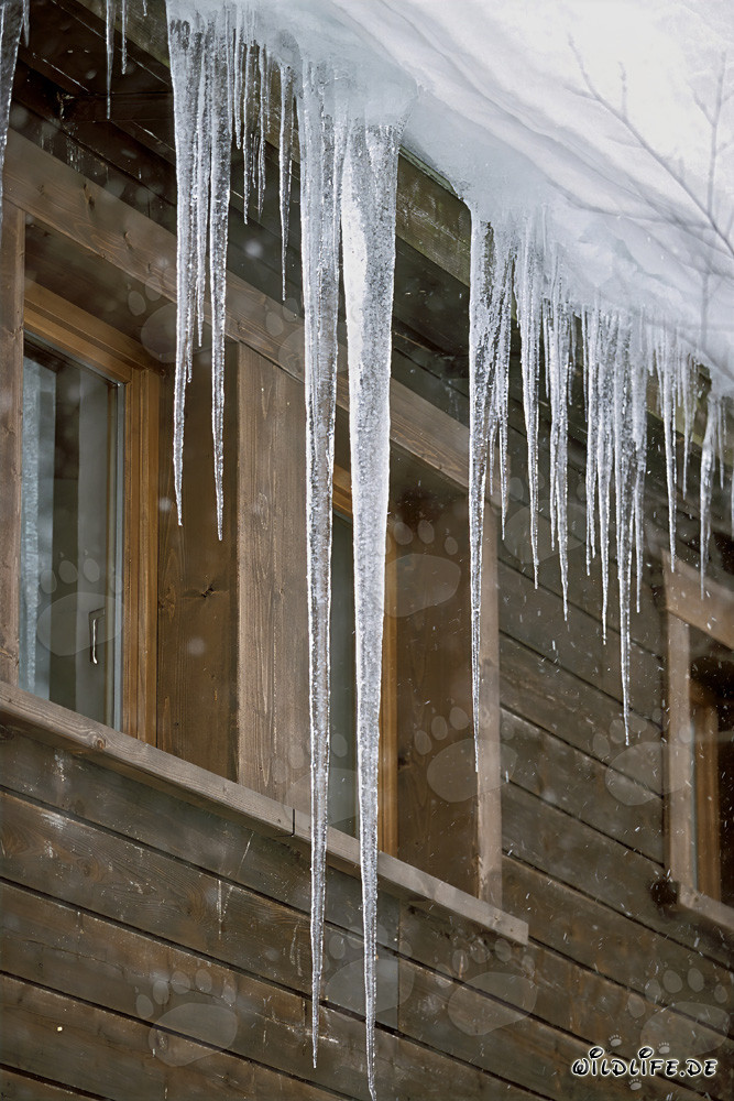 Beautiful Icicles at the Roof in Mittenwald, Bavaria