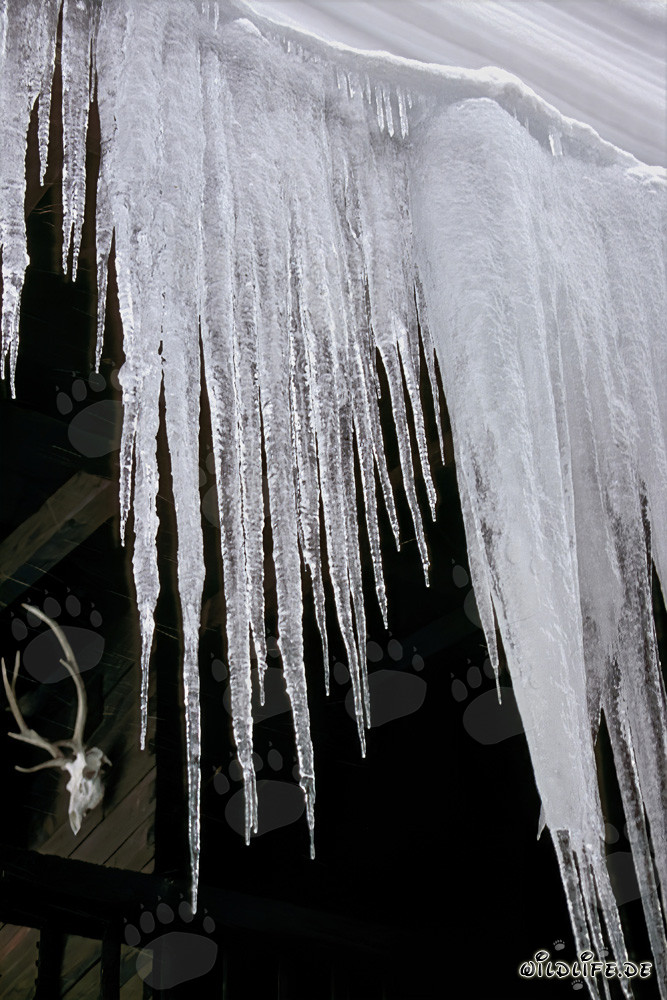 Icicles fascinants à Mittenwald, Bavière