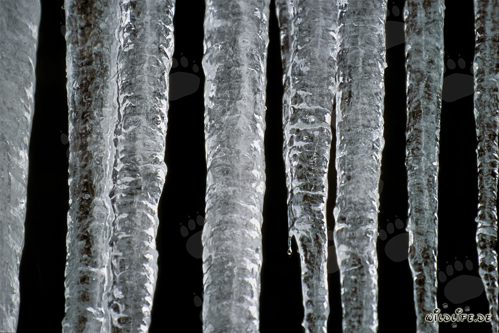 Fascinating Icicles in Mittenwald, Bavaria