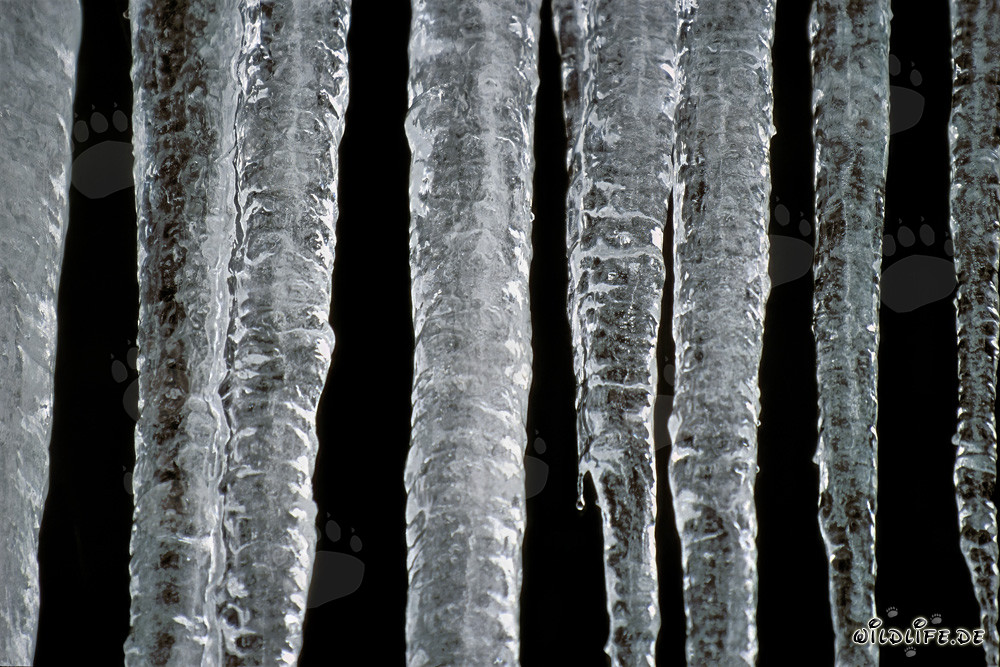 Magnifiques stalactites de glace à Mittenwald, Bavière