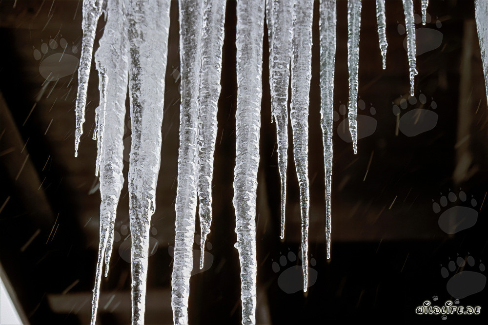 Fascinating Icicles in Mittenwald, Bavaria