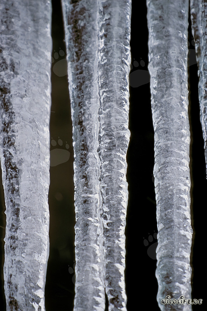 Glistening Icicles in Mittenwald, Bavaria