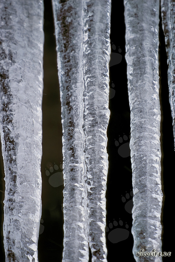 Icicles brillantes en Mittenwald, Baviera
