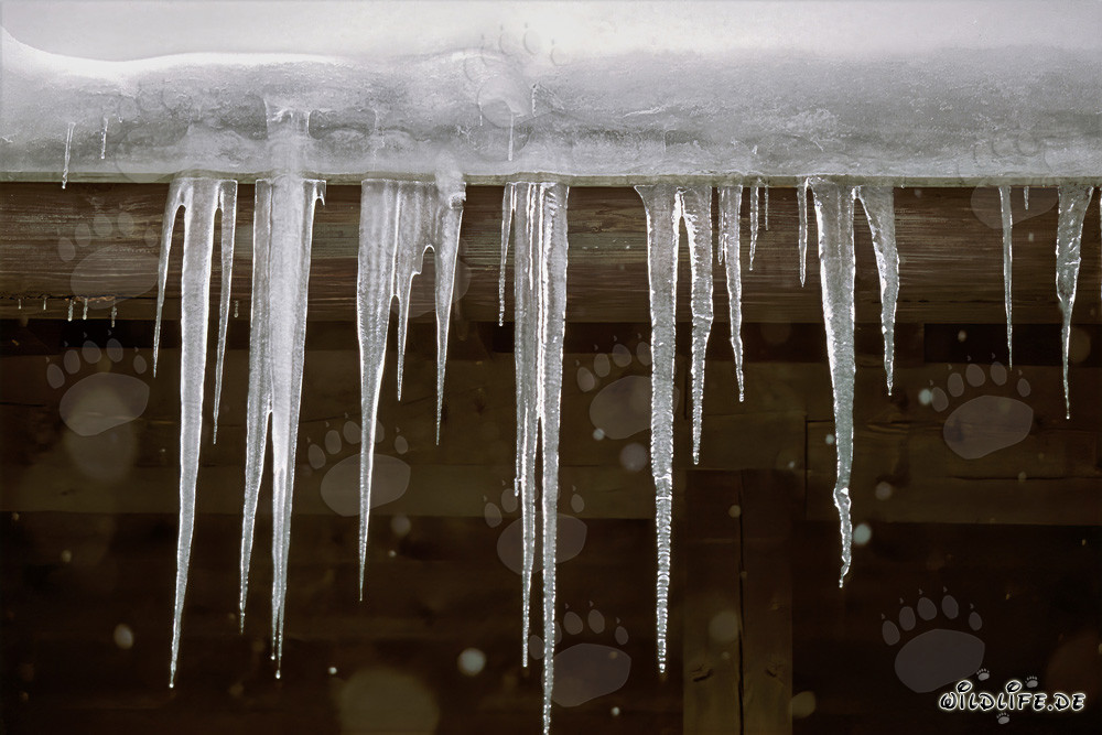 Majestätische Eiszapfen in Mittenwald, Bayern