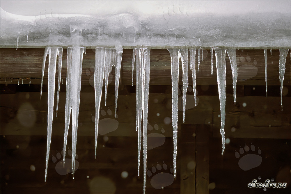 Majestic Icicles in Mittenwald, Bavaria