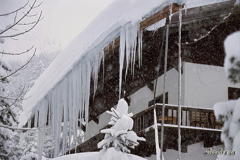 Icicles fascinants dans le paysage hivernal de Bavière