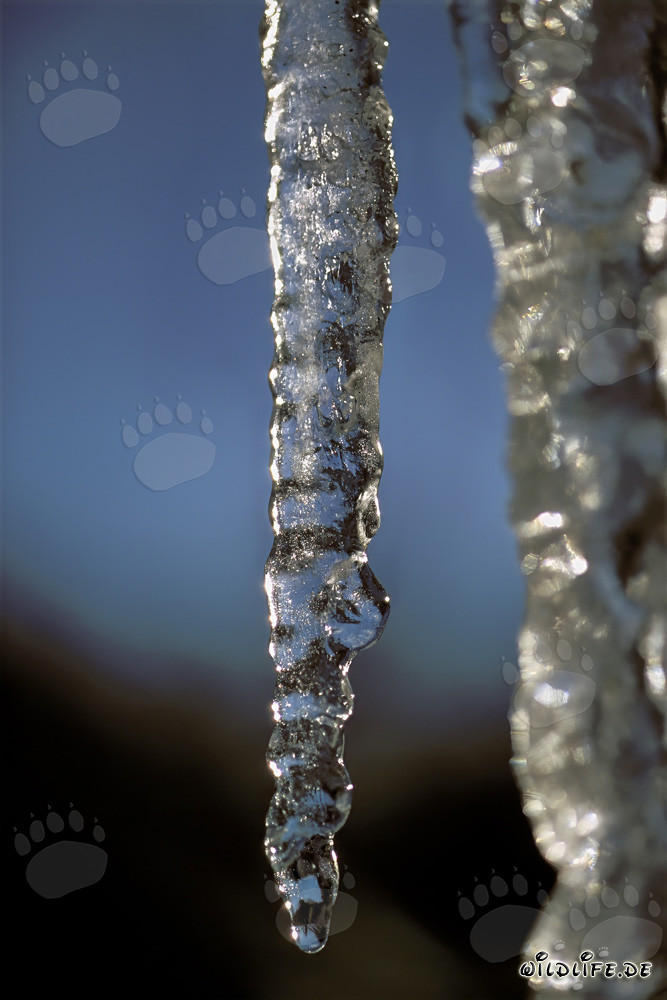 Frozen Beauty - Majestic Icicles in Mittenwald, Bavaria