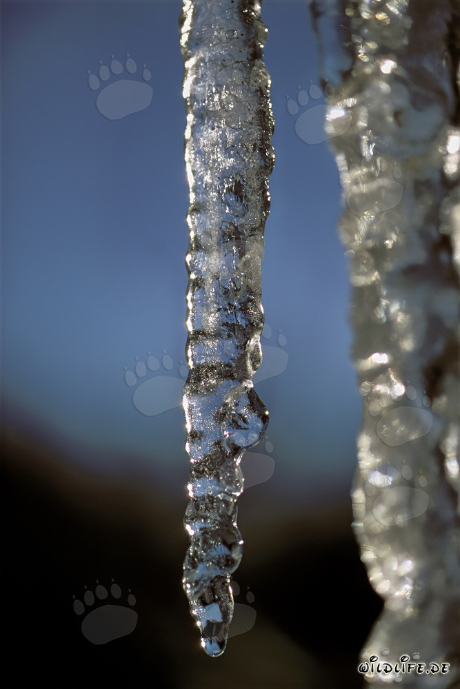 Beauté gelée - Majestueuses stalactites à Mittenwald, Bavière
