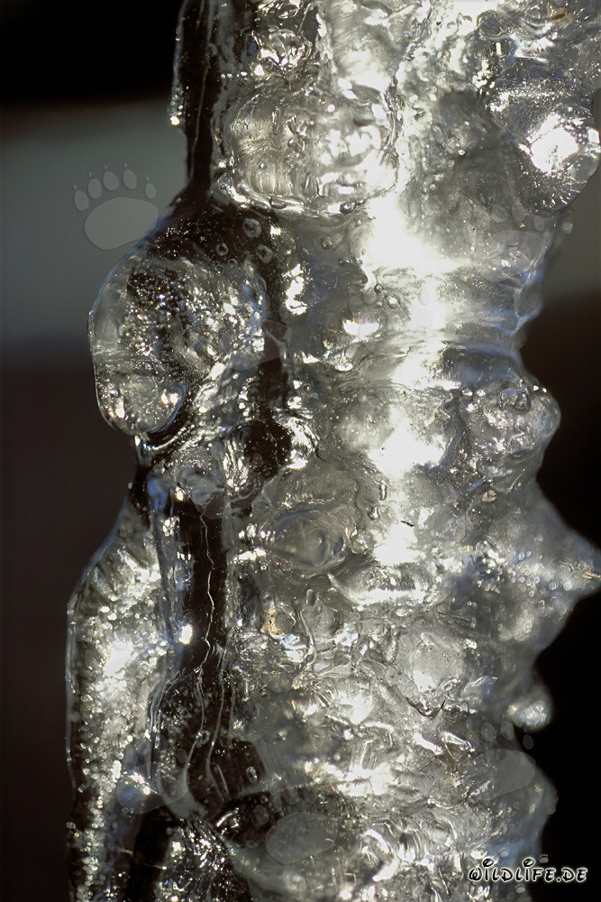 Glistening icicles hanging from the roof