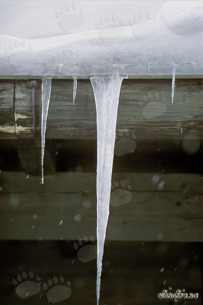Fascinating icicles in the winter landscape of Mittenwald, Bavaria
