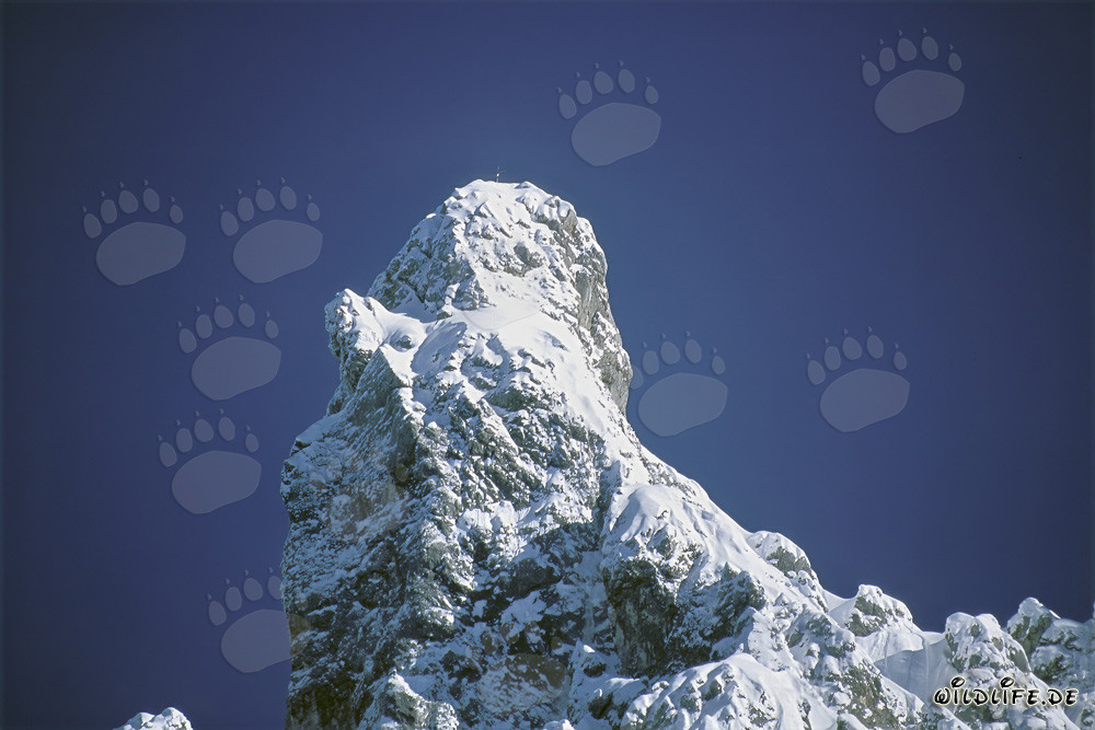 La majestueuse Brunnsteinspitze dans le paysage hivernal