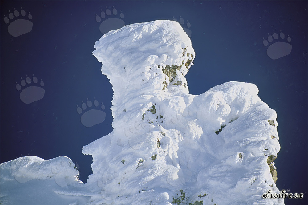 Winterliche Stimmung: Verschneite Bergkiefer im malerischen Karwendelgebirge