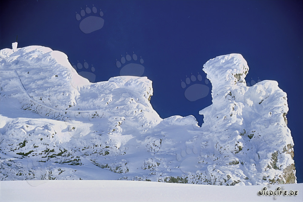Paisaje invernal idílico con pinos cembros profundamente nevados en los Alpes de Karwendel